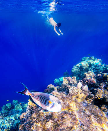 Coral and fish in the Red Sea. In front is Red Sea surgeonfish, in background snorkeling boy and blue sea with other coral fish. Egypt.の写真素材