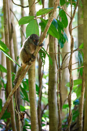 female of white-headed lemur (Eulemur albifrons) on branch in Madagascar wilderness. Nosy Mangabe forest reserve. Madagascar wildlifeの写真素材