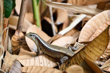 Madagascar girdled lizard or Madagascar plated lizard (Zonosaurus madagascariensis), Nosy Mangabe national park, madagascar wildlife and wildernessの写真素材