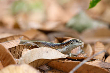 Madagascar girdled lizard or Madagascar plated lizard (Zonosaurus madagascariensis), Nosy Mangabe...
