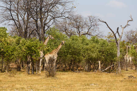 herd of giraffe grazing on tree, Moremi Game reserve, Okavango Delta, Botswana, Africa safari wildlife and wildernessの写真素材