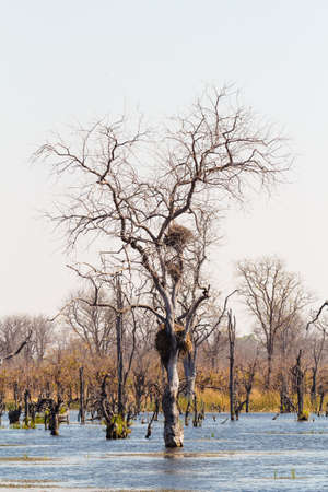 beautiful swamp landscape in the Okavango, Moremi game reserve, Okavango Delta, Botswana. Africa safari wildernessの写真素材