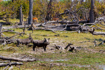 African Wildlife Warthog, National Park Moremi, Okawango delta, Botswana, Africa safari wildlife and wildernessの写真素材