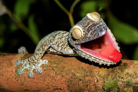 Giant Leaf-tail Gecko, Uroplatus fimbriatus, Nosy Mangabe park reserve, Madagascar. Gecko with opened mouth showing his red tongue as defense against the enemy. Madagascar wildlife and wildernessの写真素材
