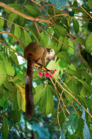 Male of white-headed lemur (Eulemur albifrons) on branch in Madagascar wilderness. Nosy Mangabe forest reserve. Madagascar wildlifeの写真素材