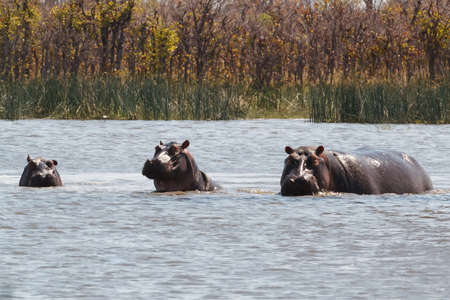 Hippo Hippopotamus Hippopotamus. Moremi game reserve Okavango delta, Botswana, Africa safari wildlife and wildernessの写真素材