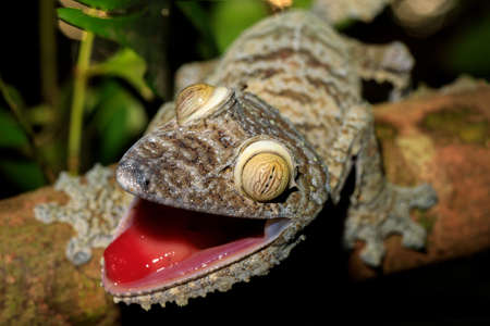 Giant Leaf-tail Gecko, Uroplatus fimbriatus, Nosy Mangabe park reserve, Madagascar. Gecko with opened mouth showing his red tongue as defense against the enemy. Madagascar wildlife and wildernessの写真素材