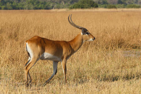 antelope lechwe (Kobus leche), or southern lechwe, Moremi game reserve, Okavango delta, Botswana, Africa safari wildlife and wildernessの写真素材