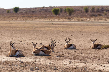 resting herd of springbok in sunny day in dry Kgalagadi desert - Kalahari Transfontier park, South Africa safari wildlife and wildernessの写真素材