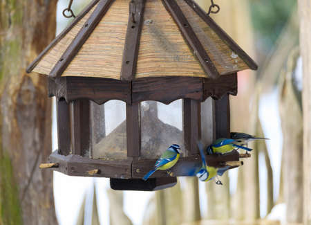 bird great tit (Parus major) feeding in bird feeder, bird house on winter garden in frosty snowy dayの写真素材