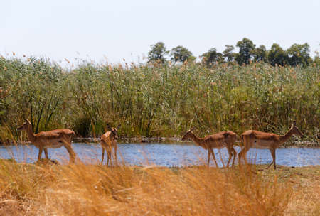 female of Impala antelope (Aepyceros melampus) Caprivi strip game park, Nambwa Namibia, Africa safari wildlife and wildernessの写真素材