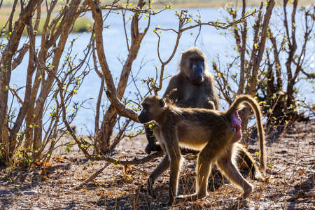 monkey Chacma Baboon on ground (Papio anubis), Caprivi strip game park, Nambwa Namibia, Africa safari wildlife and wildernessの写真素材