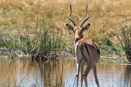 male of antelope lechwe (Kobus leche), or southern lechwe, Caprivi strip game park, Nambwa Namibia, Africa safari wildlife and wildernessの写真素材