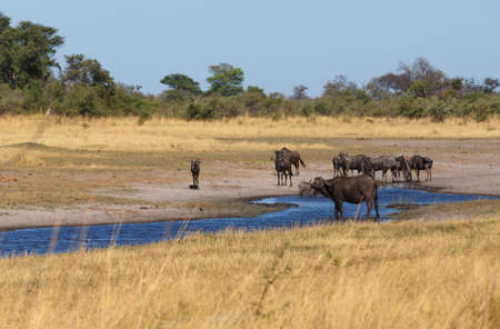 wild Wildebeest and buffalo, Gnu Caprivi strip game park, Nambwa Namibia, Africa safari wildlife and wildernessの写真素材