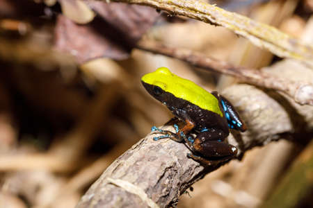 Beautifull endemic frog Climbing Mantella (Mantella laevigata), species of small frog in the Mantellidae family. Nosy Mangabe, Madagascar wildlife and wildernessの写真素材