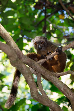 female of white-headed lemur (Eulemur albifrons) on branch in Madagascar rainforest. Nosy Mangabe...