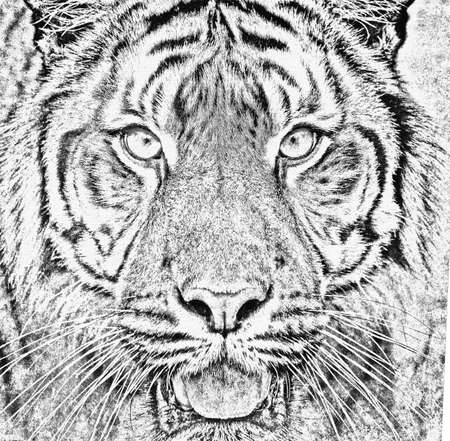 black and white portrait of sumatran tiger (Panthera tigris sumatrae) in abstract colorの写真素材