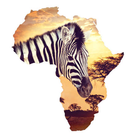 Zebra portrait on african sunset with acacia background. Map, continent of africa. Africa safari nature wildlife and wilderness conceptの写真素材