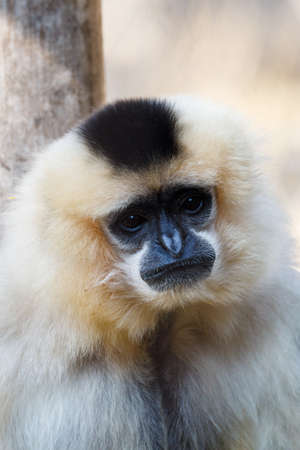 Primatte Yellow-cheeked gibbon (Nomascus gabriellae), close up portraitの写真素材