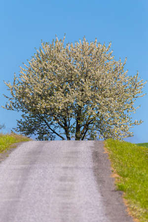 Road with tree in bloom. White cherry flower on tree in rural countryside. Beautiful countryside background. Czech highland countrysideの写真素材