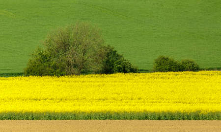 Yellow and green spring field, Springtime rural countryside scene