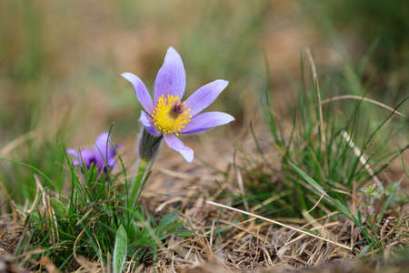 blooming and faded blossom of purple little furry pasque-flower. (Pulsatilla grandis) Blooming in...