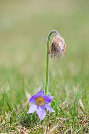blooming and faded blossom of purple little furry pasque-flower. (Pulsatilla grandis) Blooming in...