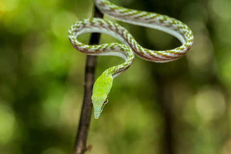 Oriental Whipsnake, Asian Vine green Snake (Ahaetulla prasina) Tangkoko Nature Reserve in North Sulawesi, Indonesia wildlifeの写真素材