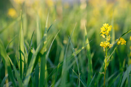 grass on meadow, abstract color tone spring backgroundの写真素材