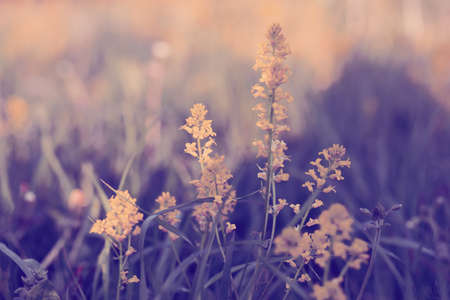 grass on meadow, abstract color tone spring backgroundの写真素材