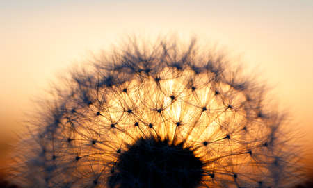 close up of Dandelion with shallow focus against sunset. Abstract spring color tone backgroundの写真素材