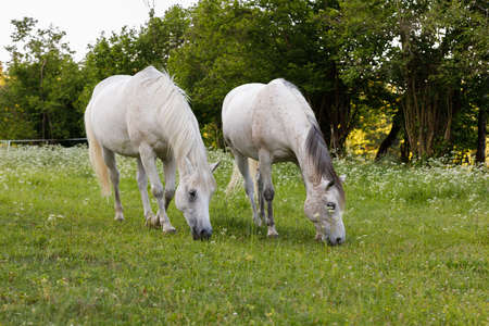 two beautiful health white horse grazing in a spring grass meadow pasture in eveningの写真素材