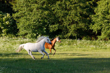 beautiful horses free running in spring pasture meadowの写真素材