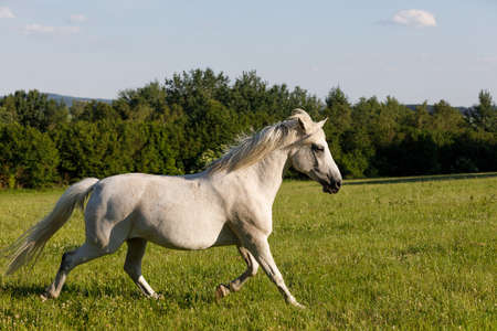 beautiful white horse free running in spring pasture meadowの写真素材