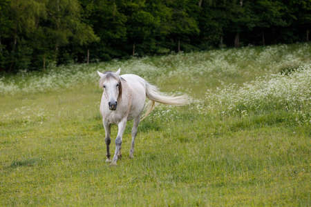 beautiful health white horse grazing in a spring grass meadow pasture in eveningの写真素材
