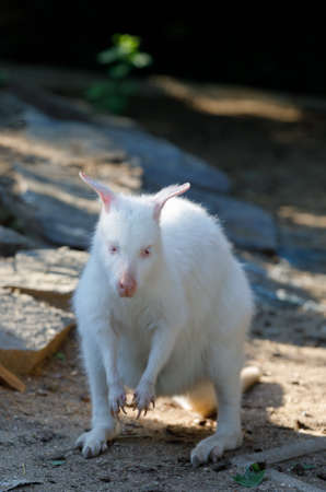 grazing white albino kangaroo cute Red necked Wallabyの写真素材