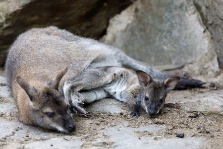 female of kangaroo with small baby in bag, cute Red necked Wallabyの写真素材