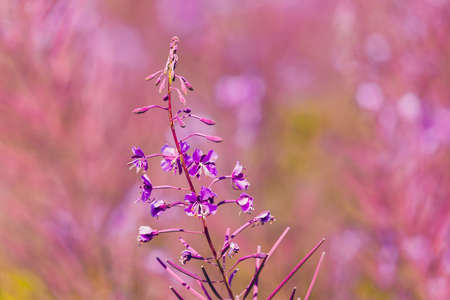 Pink flowers fireweed on spring meadow - (Chamaenerion angustifolium, also known as great willowherb and rosebay willowherb)の写真素材
