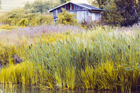 reeds at the pond in summer.の写真素材
