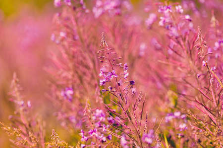 Pink flowers fireweed on spring meadow - (Chamaenerion angustifolium, also known as great willowherb and rosebay willowherb)の写真素材