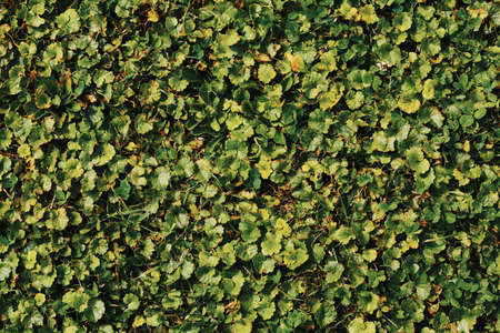 green summer grass and other plant texture for background useの写真素材