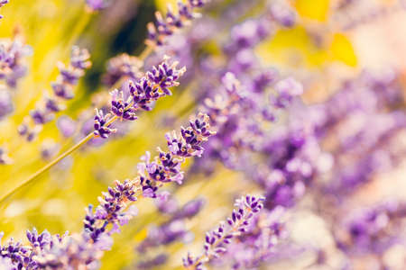 Summer lavender flowering in garden, close up with shallow focus. Lavandula angustifolia strongly aromatic flowerの写真素材