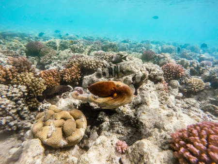 reef octopus (Octopus cyanea) known as the big blue octopus swims in red sea on coral garden. Cyanea can change camouflage colour, patterns and texture of its skinの写真素材
