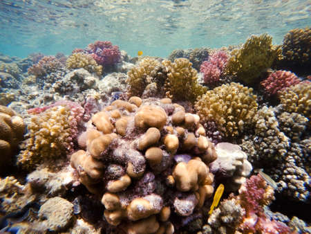 beautiful colorful coral garden in red sea, Marsa Alam, Egyptの写真素材