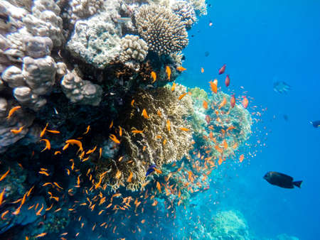 school of fish on coral garden in red sea, Marsa Alam, Egypt