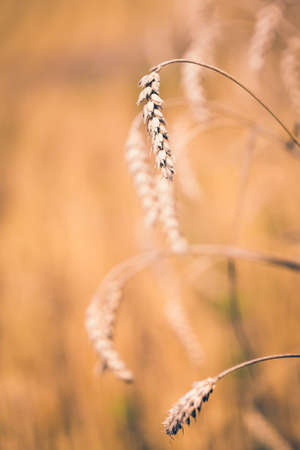 detail of Organic golden summer cereal wheat grains with shallow focus. Summer harvesting conceptの写真素材