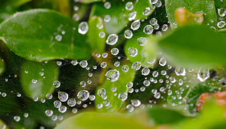 macro water drops on spider web for natural background, wallpaper or backdrop. Ecology concept....