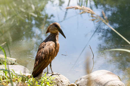 big Hamerkop water bird standing in a small pondの写真素材