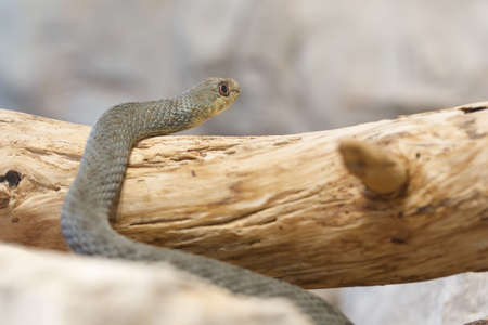 Montpellier snake (Malpolon insignitus), is a species of mildly venomous rear-fanged colubrids