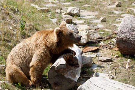 Himalayan brown bear (Ursus arctos isabellinus), also known as the Himalayan red bear, Isabelline bear or Dzu-Teh. Sometimes confused or mistaken with Yetiの写真素材